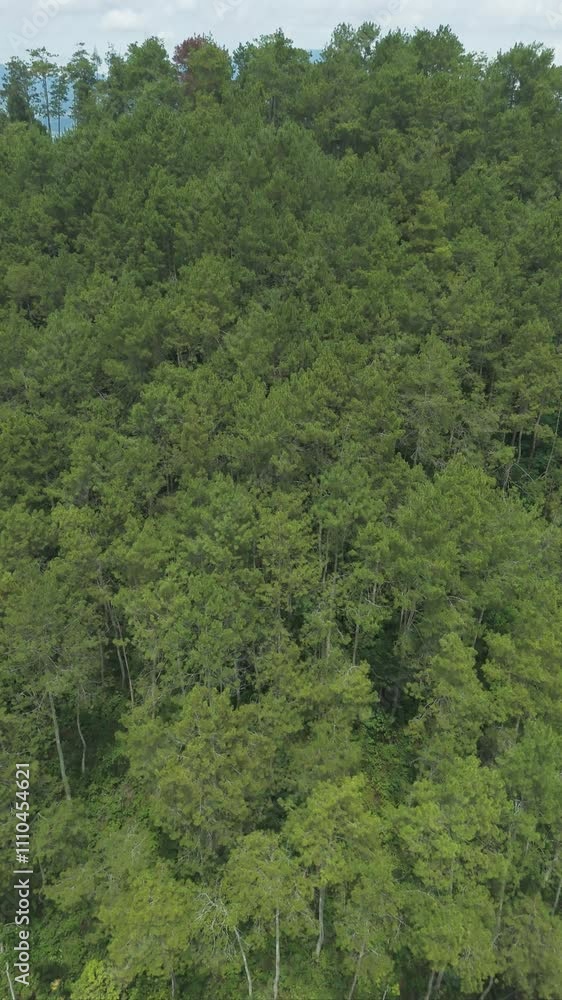 Vertical video Aerial view and revealing of Tangkuban Parahu Mountain from Lembang Fault with pine tree rainforest tropical jungle as foreground and rural area, town, and settlements located around Vertical video Aerial view and revealing of Tangkuban Parahu Mountain from Lembang Fault with pine tree rainforest tropical jungle as foreground and rural area, town, and settlements located around