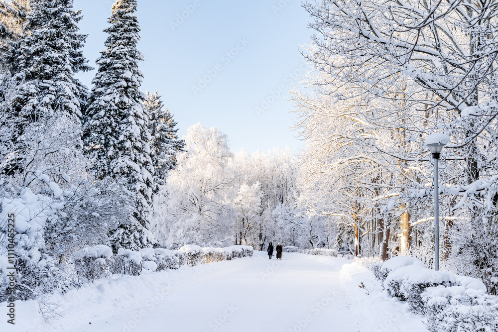 beautiful winter landscape in forest or park. trees are covered with snow. winter sun is shining beautifully, snow is shining. A New Year's tale. Christmas mood. a walk through the winter forest. beautiful winter landscape in forest or park. trees are covered with snow. winter sun is shining beautifully, snow is shining. A New Year's tale. Christmas mood. a walk through the winter forest.