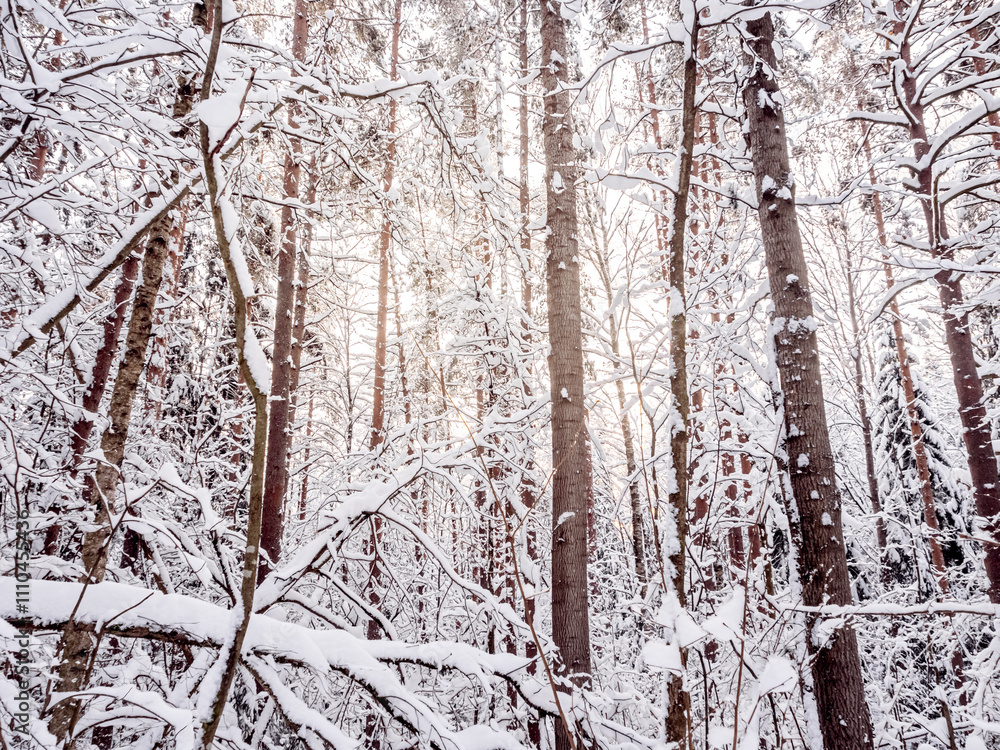 beautiful winter landscape in forest or park. trees are covered with snow. winter sun is shining beautifully, snow is shining. A New Year's tale. Christmas mood. a walk through the winter forest.
