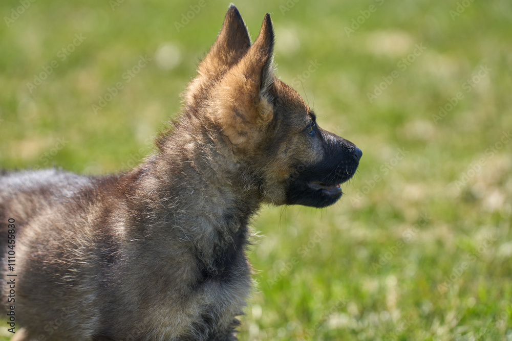 Beautiful German Shepherd puppy playing on a flower meadow on a sunny summer day in Skaraborg Sweden Beautiful German Shepherd puppy playing on a flower meadow on a sunny summer day in Skaraborg Sweden