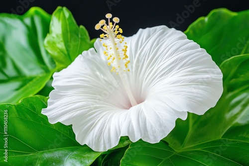 A close-up of a stunning white hibiscus flower surrounded by vibrant green leaves, showcasing natural beauty. photo