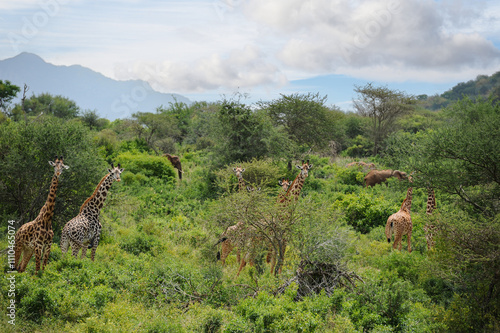 Giraffes in Tsavo Nationl Park Kenya photo