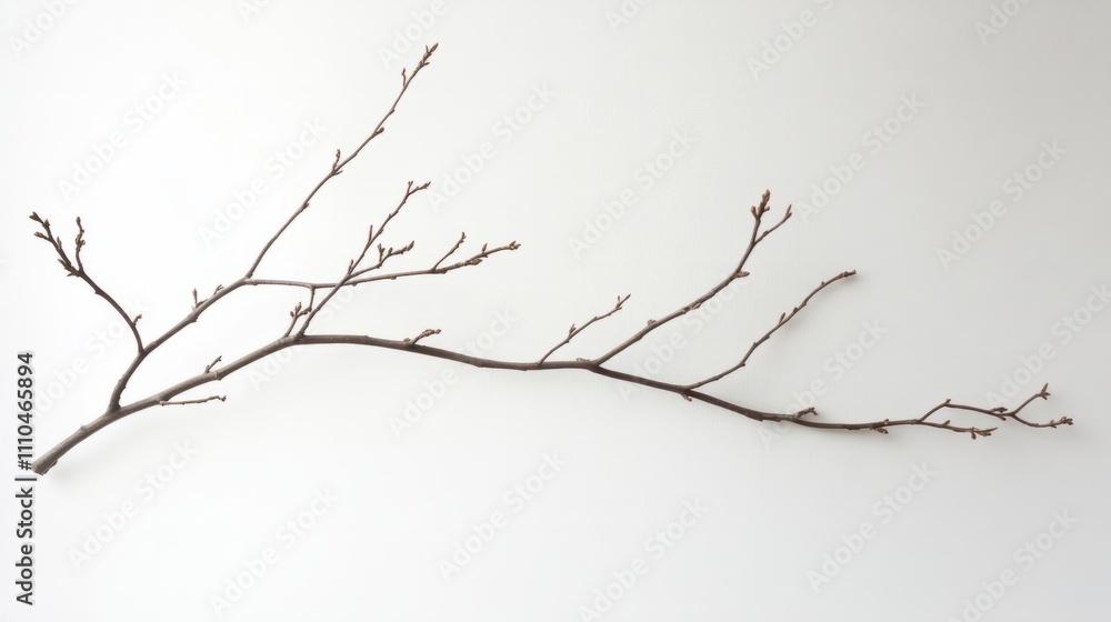 Fototapeta premium branch isolated on white