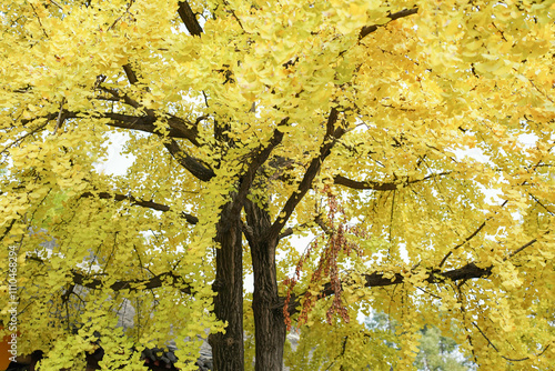 Autumn background, colorful fall leaves of the Ginkgo tree in yellow colors outdoor, during fall season, with space for text, nature