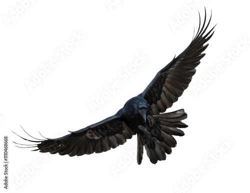 A beautiful raven (Corvus corax) in flight isolated on transparent background