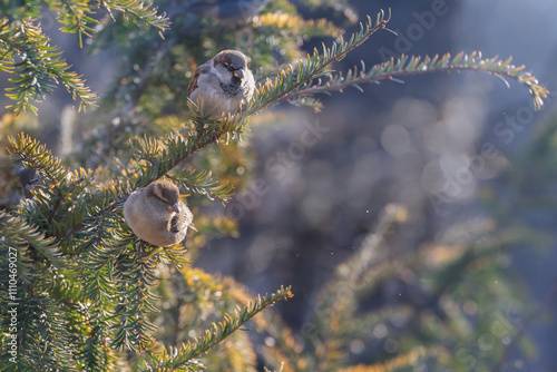 House sparrow (Passer domesticus )  in the city park. Male, female. Place for text photo