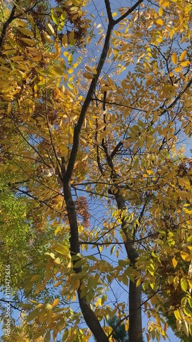 Branches with yellow leaves