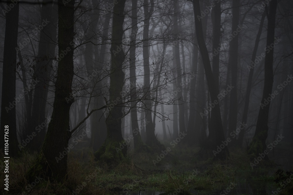 Obraz premium fog in the woods