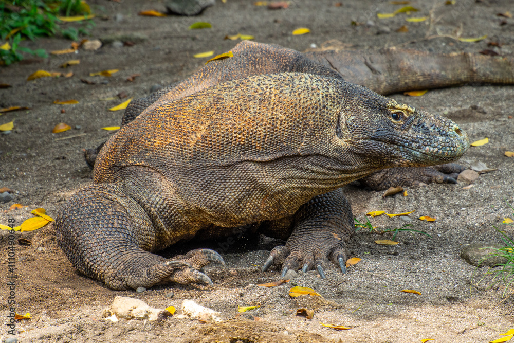 Fototapeta premium The Komodo dragon (Varanus komodoensis), also known as the Komodo monitor, is a large reptile of the monitor lizard family Varanidae that is endemic to the Indonesian islands of Komodo