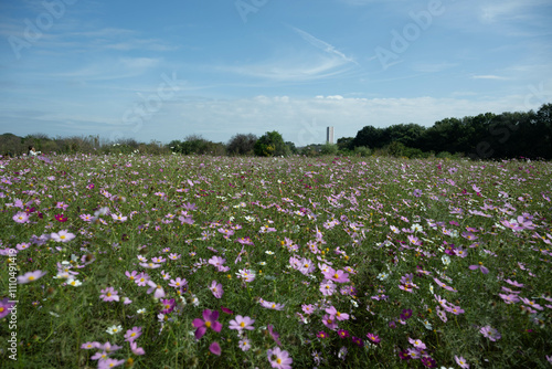 '24　所沢コスモス畑