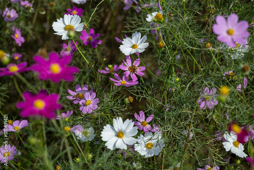 '24所沢コスモス畑
