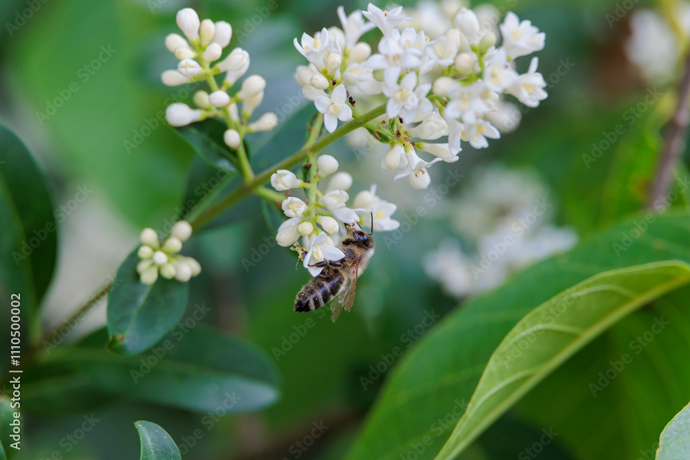 A bee collects nectar on the flowers of a privet bush A bee collects nectar on the flowers of a privet bush