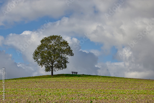 Einsame Bank auf einem Hügel mit Baum
