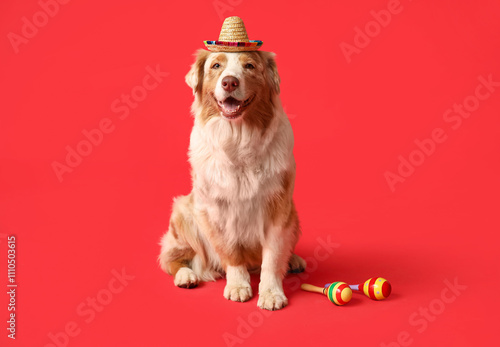 Funny dog in sombrero hat a...