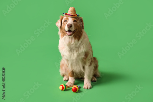 Funny dog in sombrero hat a...