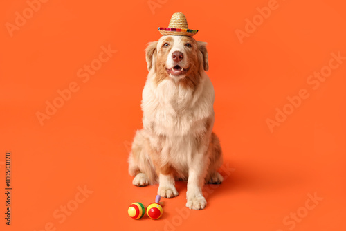 Funny dog in sombrero hat a...