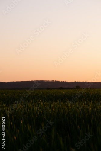 Wheat field in the west