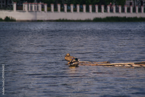 Two ducks on the boards of the river