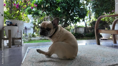 French bulldog scooting her butt across the carpet.