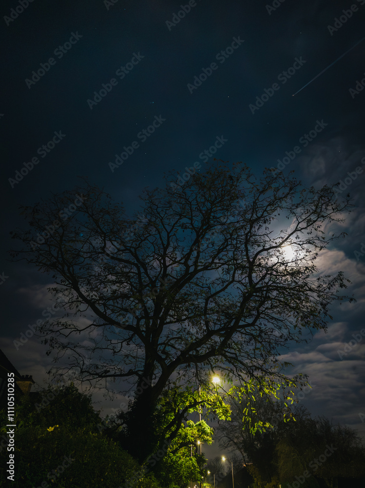 Fototapeta premium Silhouette of a Tree Under Moonlit Night Sky with Streetlights and Subtle Starry Glow 