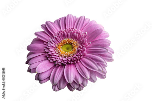 A close-up of a vibrant purple gerbera daisy, showcasing intricate petal arrangements and a textured yellow-green center, emphasizing delicate floral perfection, isolated on a transparent background