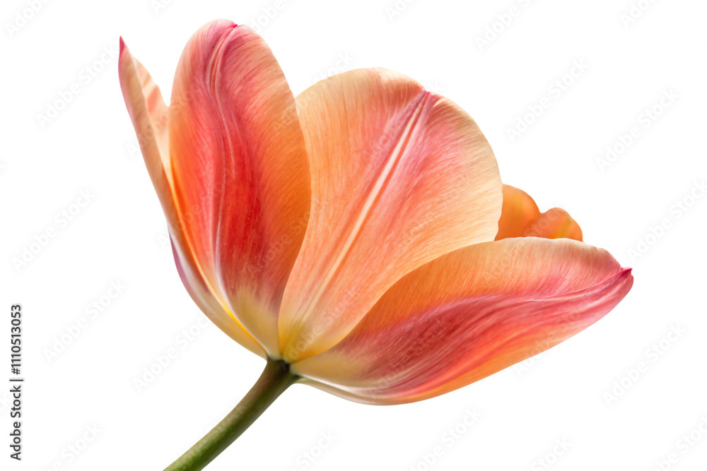 A vibrant orange tulip with soft pink accents, delicate petals gently unfurling. Details of its texture and gradient hues radiate elegance, isolated on a transparent background A vibrant orange tulip with soft pink accents, delicate petals gently unfurling. Details of its texture and gradient hues radiate elegance, isolated on a transparent background