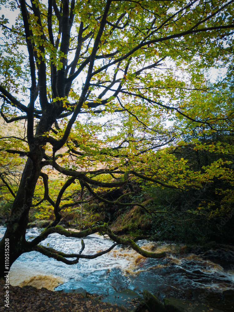 Moss-covered twisted tree branches in a lush forest during autumn with vibrant green and yellow foliage
Moss-covered twisted tree branches in a lush forest during autumn with vibrant green and yellow foliage