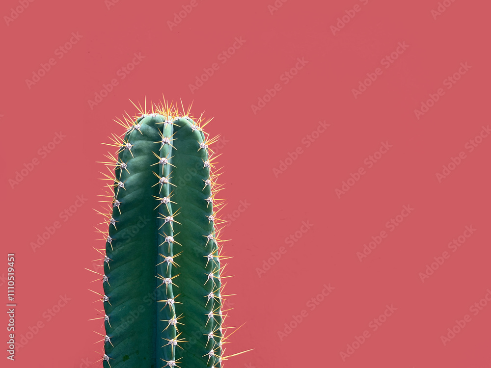 Naklejka premium cactus in red