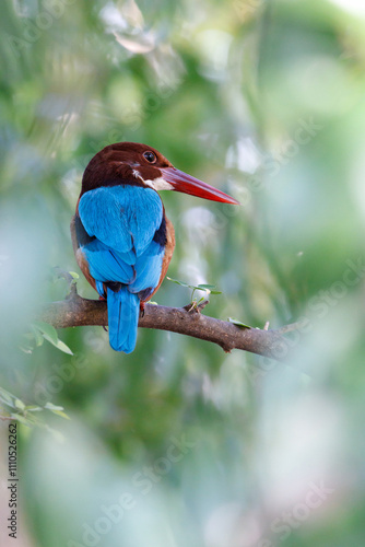 White-throated Kingfisher, Halcyon smyrnensis, perching on tree branch in forest park, large-headed, brown kingfisher with blue back and wings, red bill and white patch from throat through breast