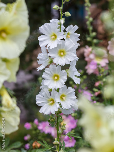 Malva Sylvestris flowers. Blooming musk mallow (Malva alcea, cut-leaved mallow, vervain mallow or hollyhock mallow) in summer garden photo