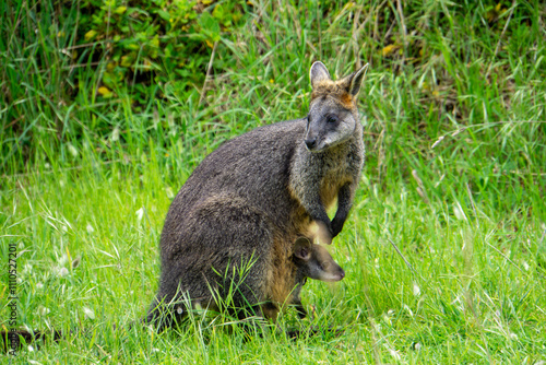 Wallpaper Mural Rock-wallaby with its baby joey in pouch Torontodigital.ca