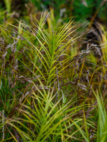 Carex muskingumensis Gold Fountain in garden