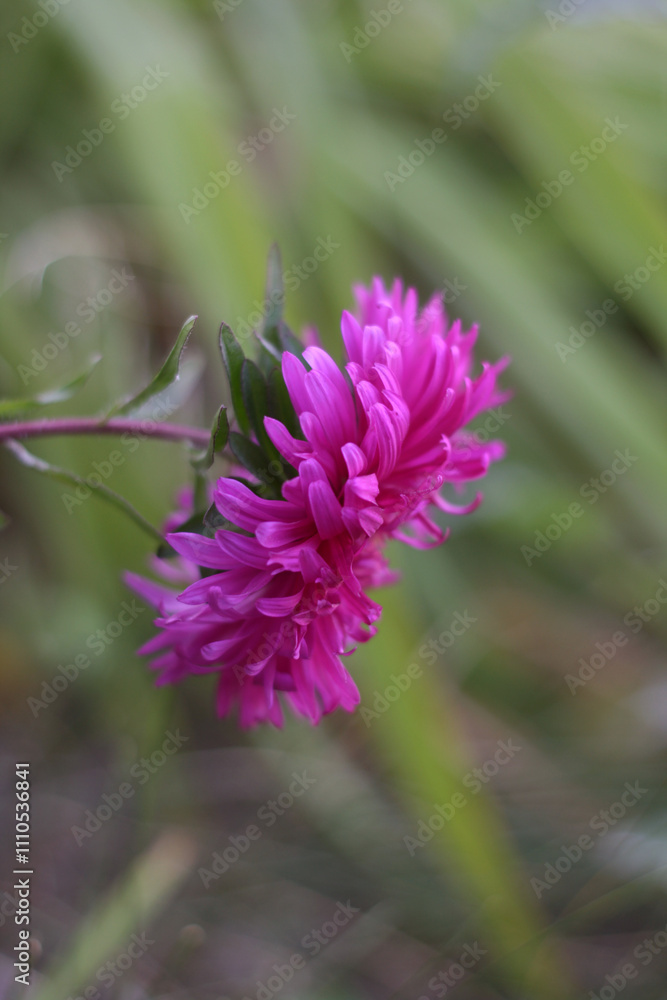close up of pink flower close up of pink flower