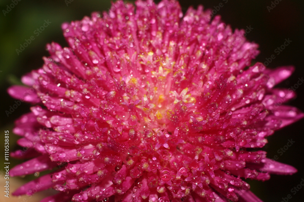 close up of pink flower close up of pink flower