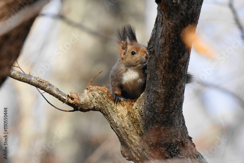 木の上にいたエゾリス photo