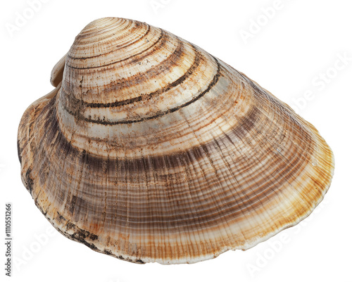 A large seashell rests on sandy terrain, cut out - stock png.