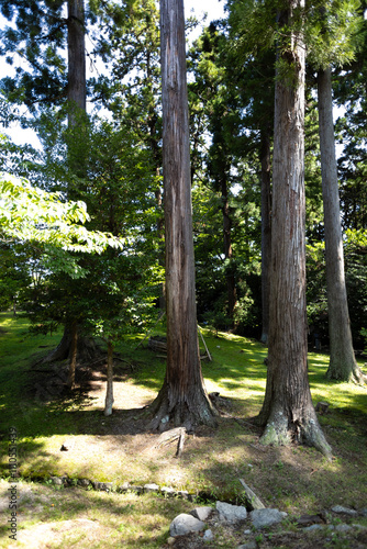 鹽竈神社の古木 photo