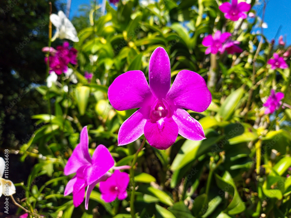 Cooktown orchid or mauve butterfly orchid (Dendrobium bigibbum) Cooktown orchid or mauve butterfly orchid (Dendrobium bigibbum)