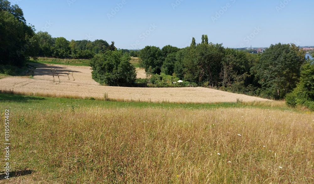 Fototapeta premium Field in the summer