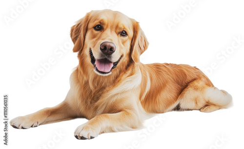 Joyful golden retriever relaxing inside, cut out - stock png.