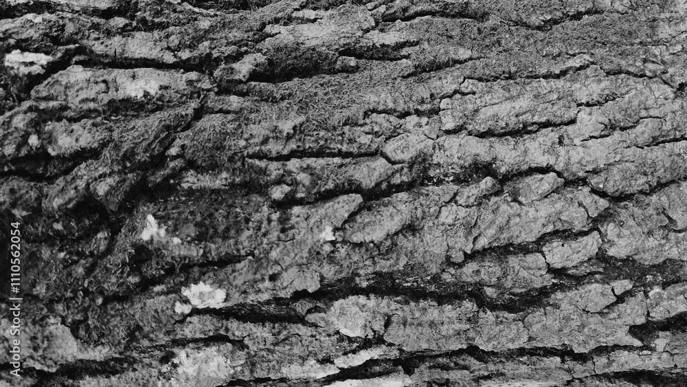 Old aged tree trunk or bark wood dry rough skin surface with cracked line pattern. Nature black and white color background texture design concept. Closeup macro detail side view. Old aged tree trunk or bark wood dry rough skin surface with cracked line pattern. Nature black and white color background texture design concept. Closeup macro detail side view.