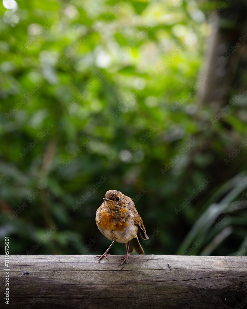 Naklejka premium robin on a branch