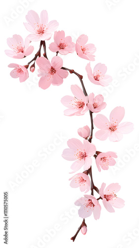 Captivating cherry blossom branch in full bloom against a stark black background showcasing nature's delicate beauty. Generative AI