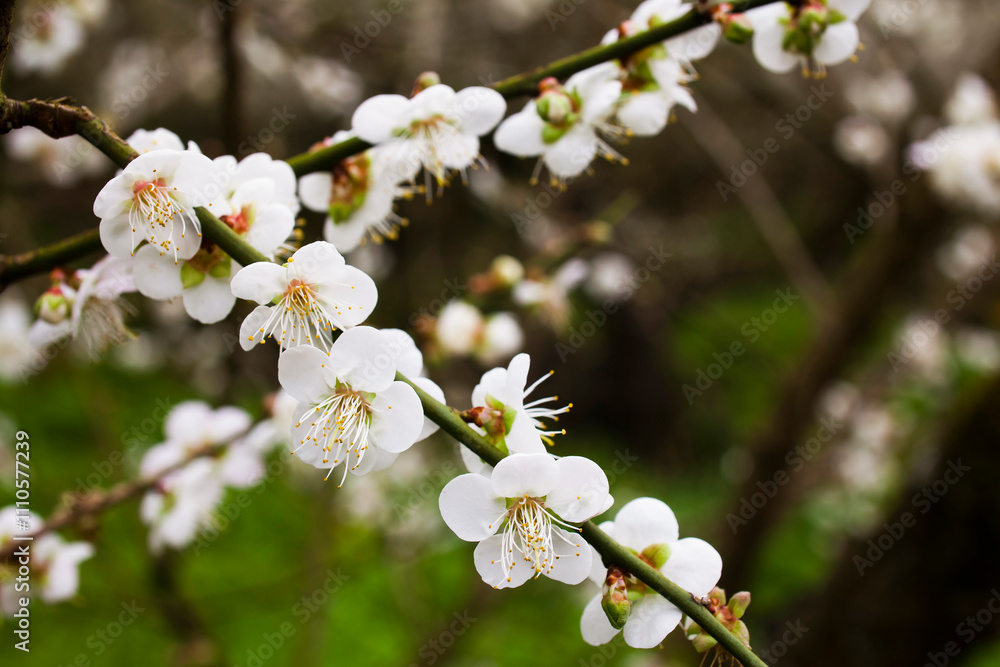 Close-up white plum blossoms blooming with blurred background. Close-up white plum blossoms blooming with blurred background.