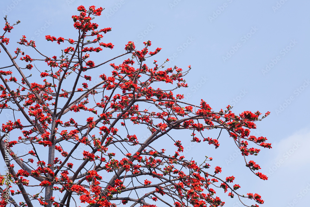 View of Bombax Ceiba flowers with the blue sky background. View of Bombax Ceiba flowers with the blue sky background.
