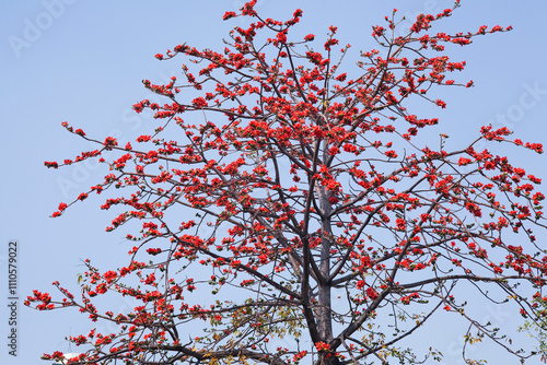 View of Bombax Ceiba flowers with the blue sky background. photo