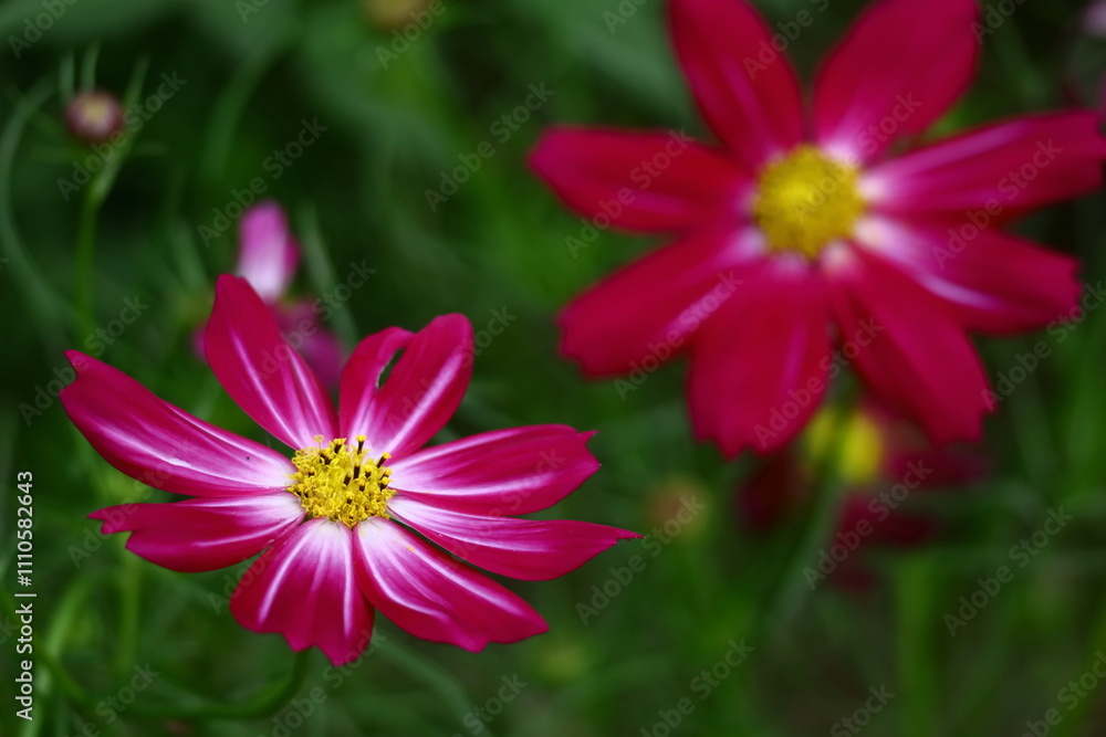 秋風に揺れて咲く