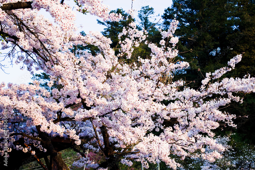 Beautiful cherry blossoms bloom in the Alishan Forest Recreation Area in Chiayi, Taiwan. Beautiful cherry blossoms bloom in the Alishan Forest Recreation Area in Chiayi, Taiwan.