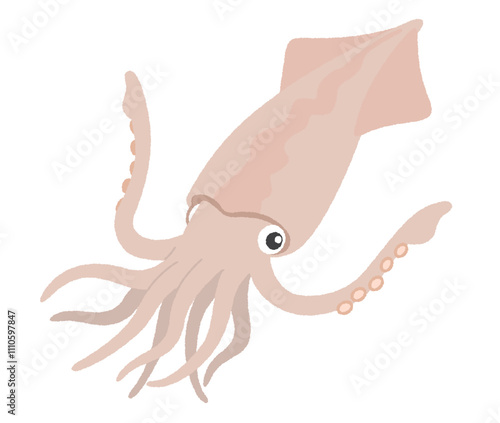 イカのイラスト