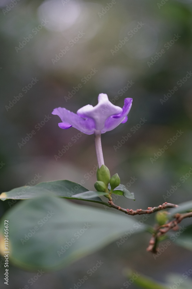 Lila kleine Blüte